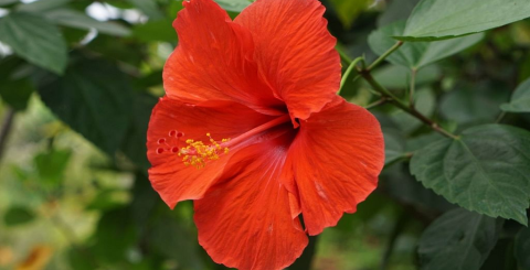 Who is not suitable for hibiscus stone