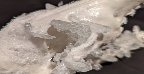 Why is it called Bone Crystal