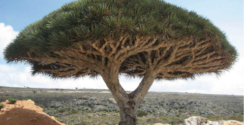dragon’s blood benefits spiritual
